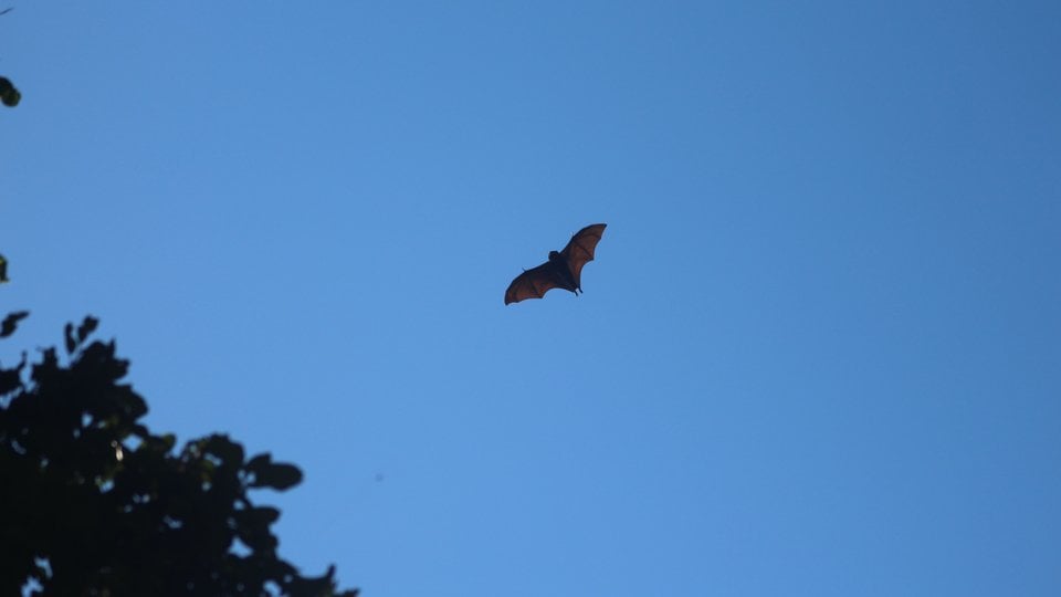 Bat flying in blue sky