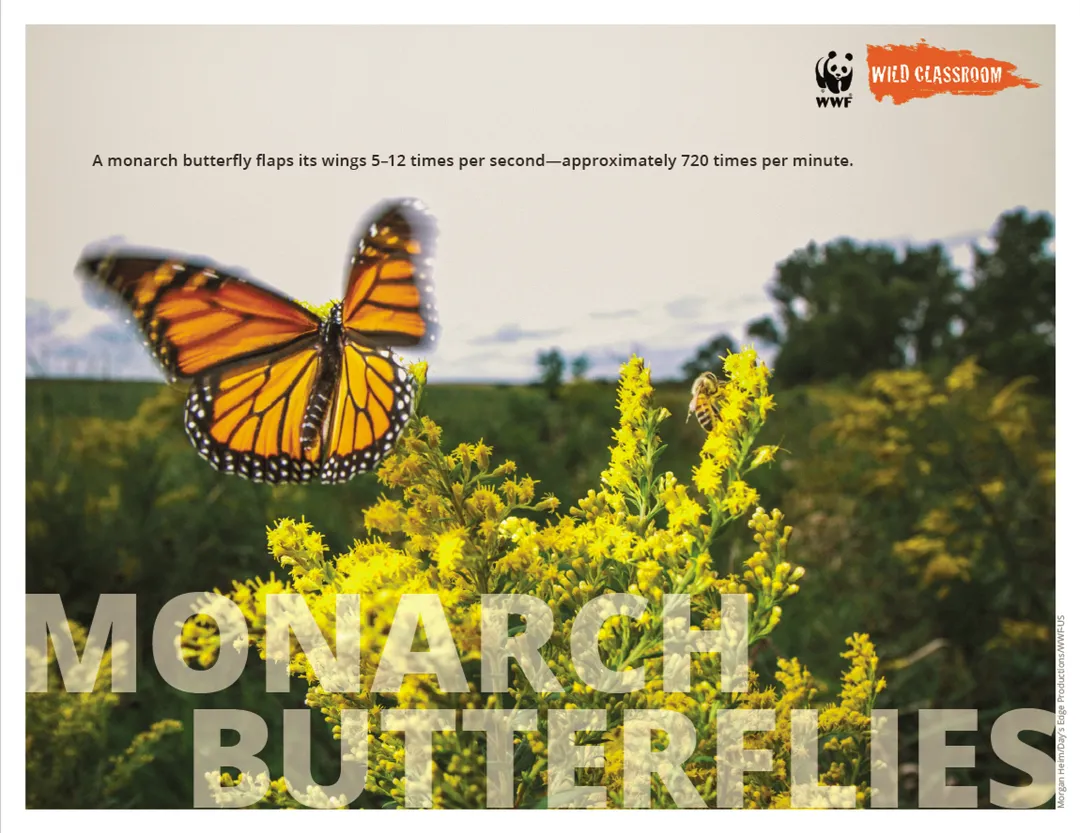 Monarch Butterfly Posters (11x17)