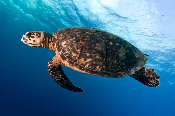 Marine turtle swimming off the coast of Roatan, Bay Islands, Honduras, Central America.