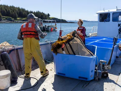 Two men haul seaweed onto a boat.
