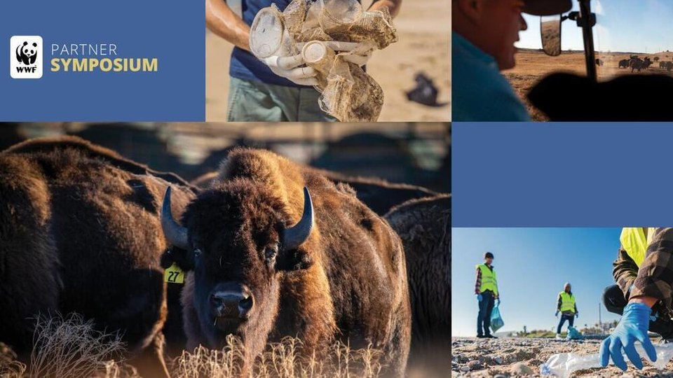 A mosaic of photos with bison, people and plastics.