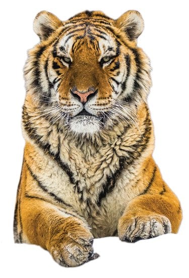 Sitting tiger head and torso