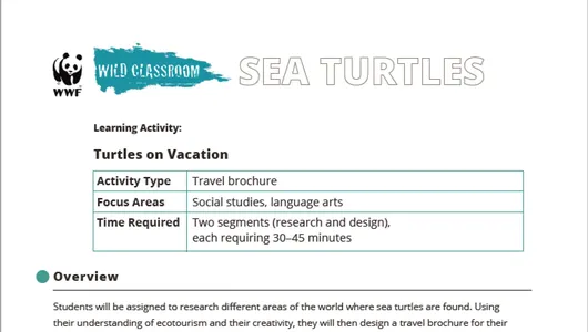 Turtles on Vacation Preview