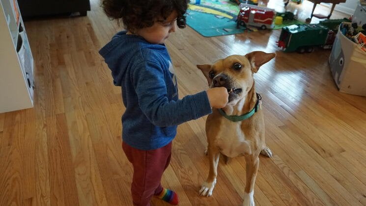 A child feeds a snack to a dog.