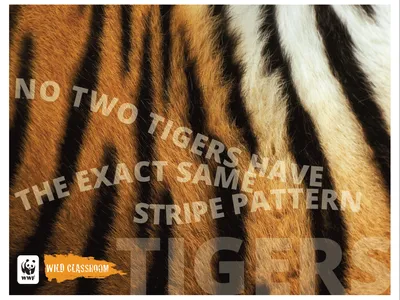 Tiger Posters (11x17)