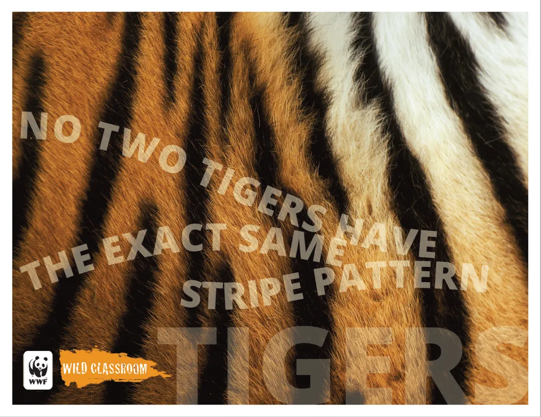 Tiger Posters (11x17)