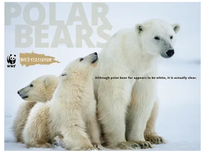 Wild Classroom poster with three polar bears sitting on ce. The text on top reads 'although polar bear fur appears to be white, it is actually clear.'