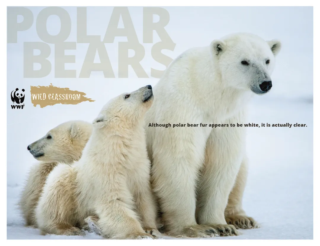 Wild Classroom poster with three polar bears sitting on ce. The text on top reads 'although polar bear fur appears to be white, it is actually clear.'