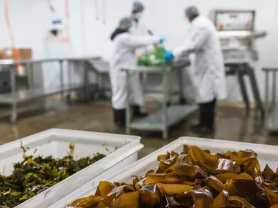 Three peple in white lab coats with seaweed in a lab in the foreground