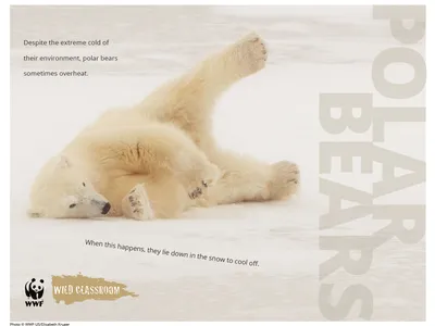 Polar bear rolling on ice with a text overlay that says 'despite the extreme cold of their environment, polar bears sometimes overheat. When this happens, they lie down in the snow to cool off.