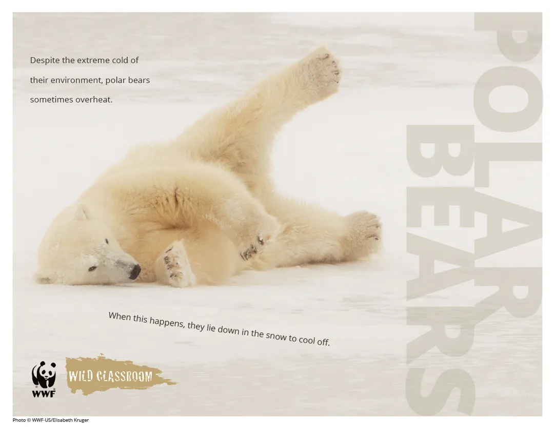 Polar bear rolling on ice with a text overlay that says 'despite the extreme cold of their environment, polar bears sometimes overheat. When this happens, they lie down in the snow to cool off.