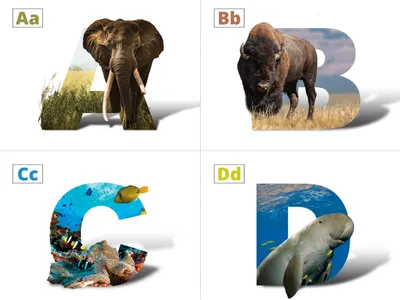Preview image for Species ABCs flashcards