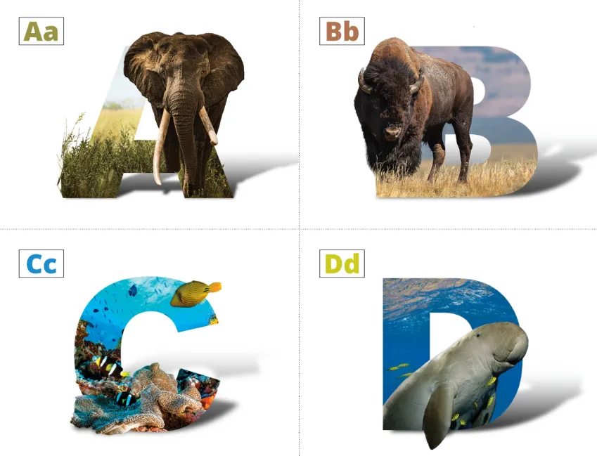 Preview image for Species ABCs flashcards