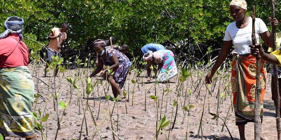 a group of people planting saplings in the dirt