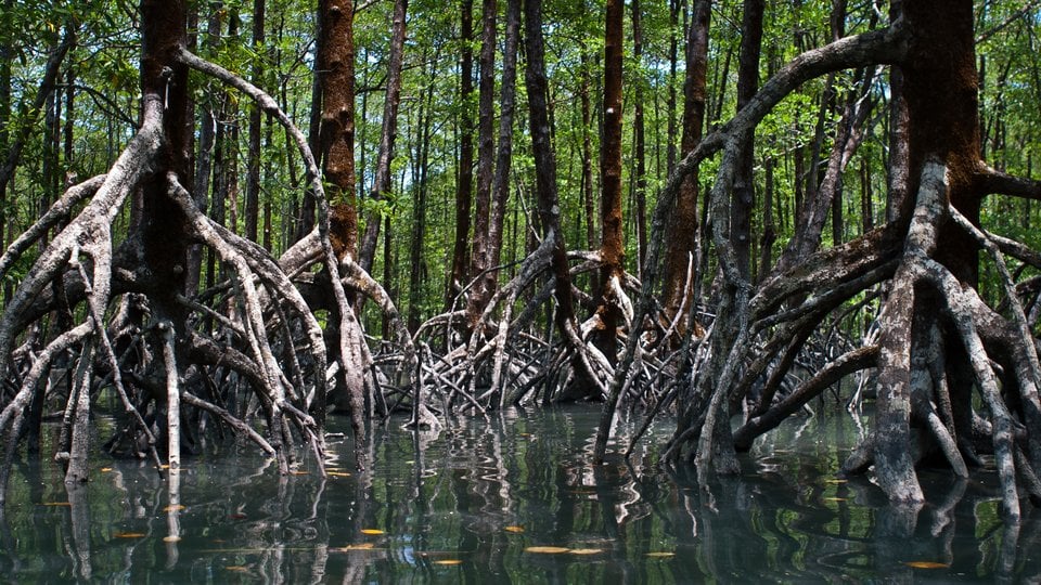 Coastal mangroves