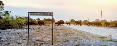Elephants walk across a road