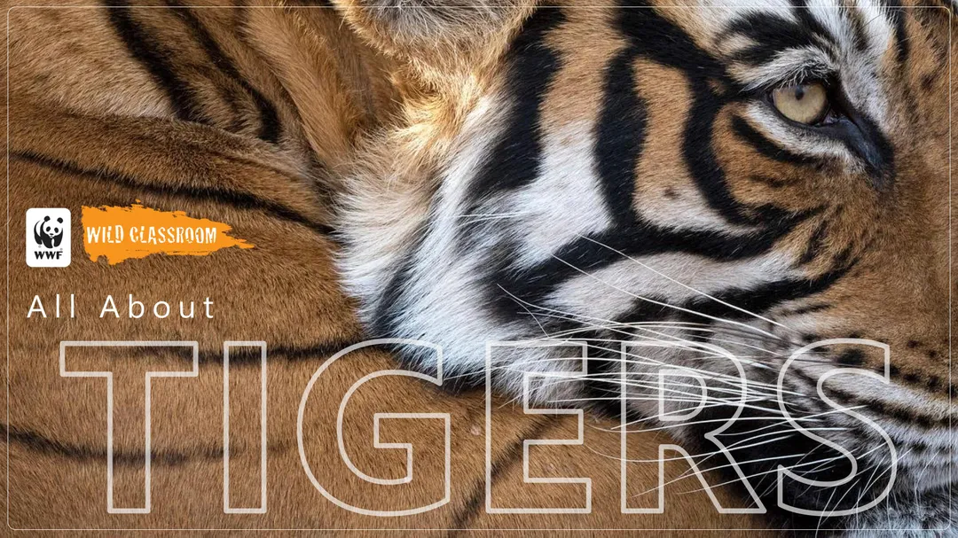 Tiger Classroom Presentation Cover