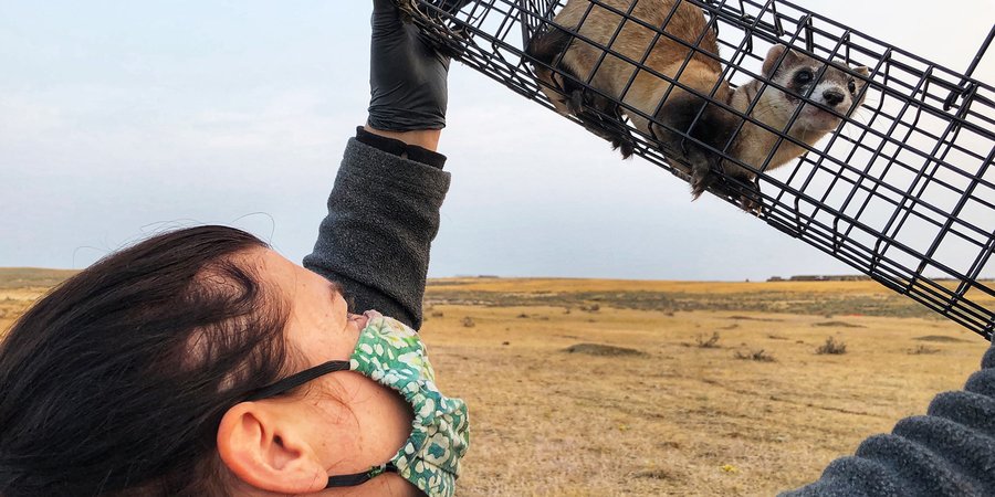 Woman holds up trap with ferret
