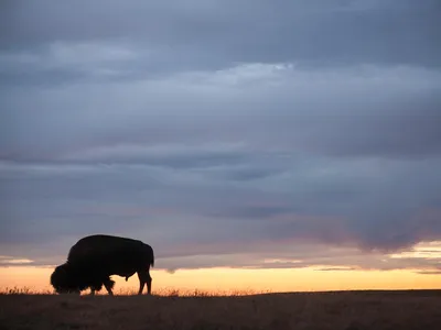 A lone bison on the prairie at sunrise at Fort Peck Tribes Cultural Buffalo Herd Ranch Facility in Montana.