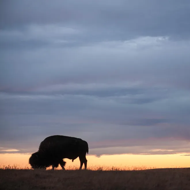 A lone bison on the prairie at sunrise at Fort Peck Tribes Cultural Buffalo Herd Ranch Facility in Montana.