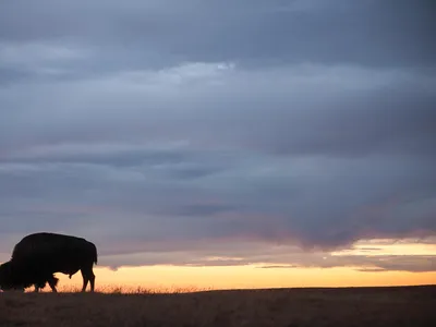 A lone bison on the prairie at sunrise at Fort Peck Tribes Cultural Buffalo Herd Ranch Facility in Montana.