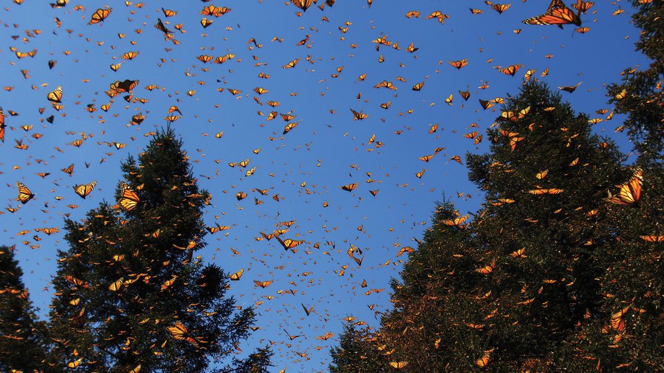 Thousands of monarchs in the sky