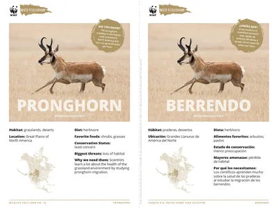 Pronghorn Species Card ELL