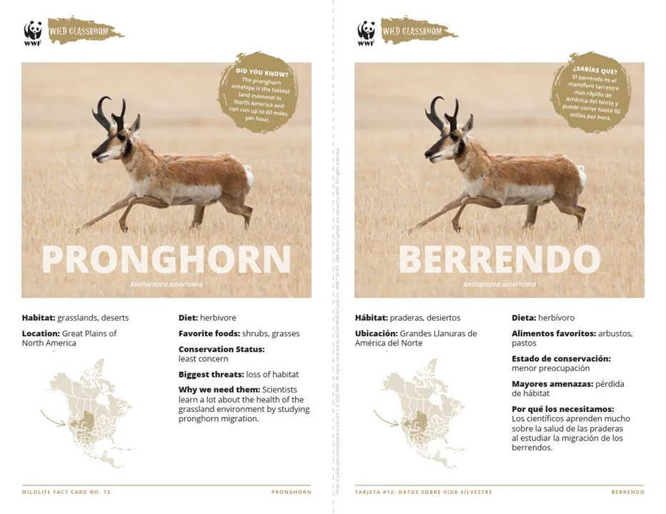 Pronghorn Species Card ELL