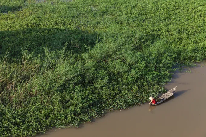 A woman collects plants from shore