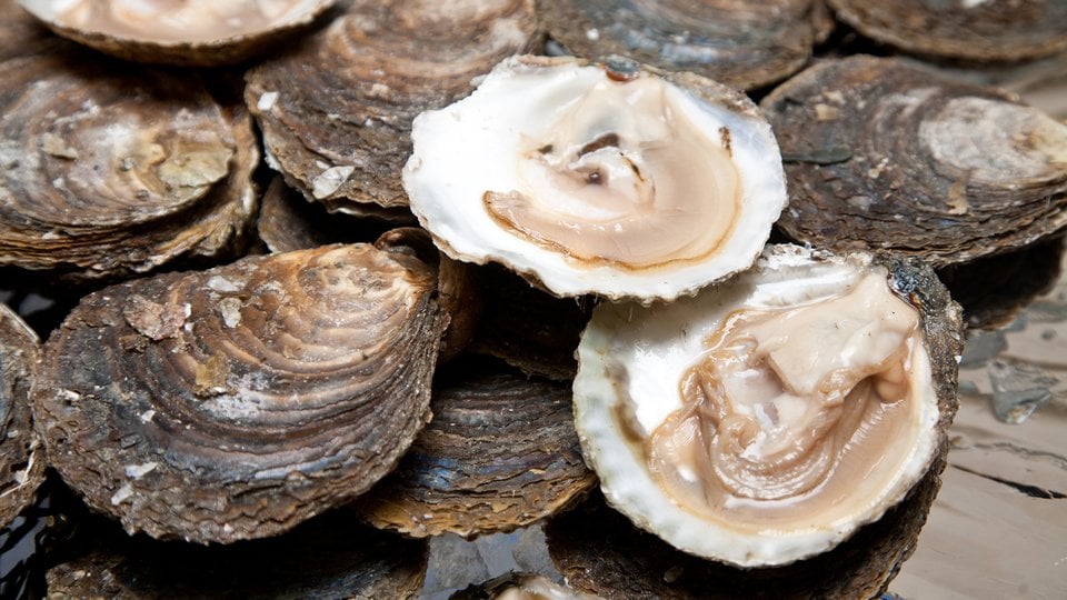 Fresh oysters are laid out on the ice