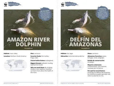 Amazon River Dolphin Species Card ELL
