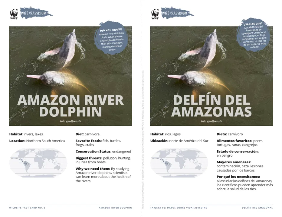 Amazon River Dolphin Species Card ELL