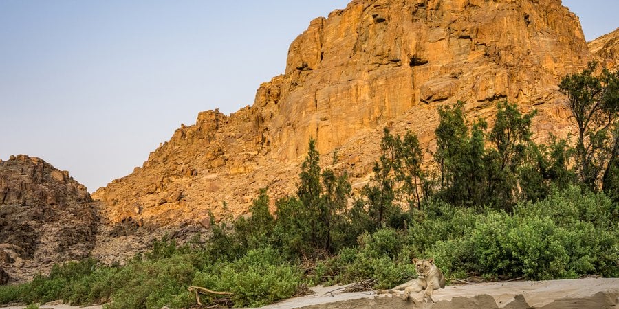 Lion resting at base of cliff