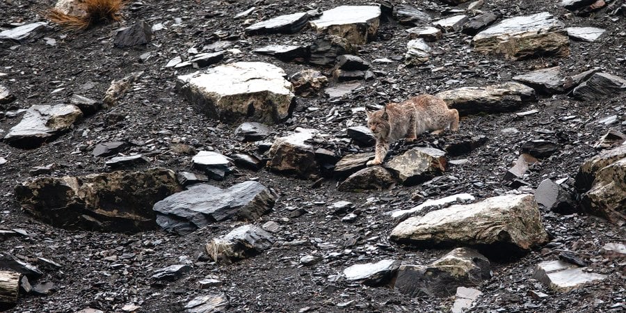 Lynx walking on rocky ground