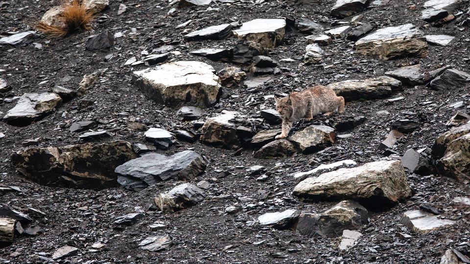 Lynx walking on rocky ground