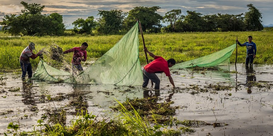 Men setting up a large fishing net in ankle deep water of the Orinoco River around dusk.