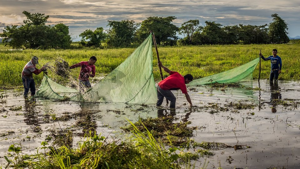 Men setting up a large fishing net in ankle deep water of the Orinoco River around dusk.