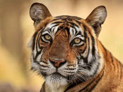 Tiger from Ranthambhore, India sitting in tall golden grass and looking at the camera