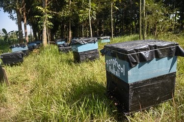 View of many beehives under trees
