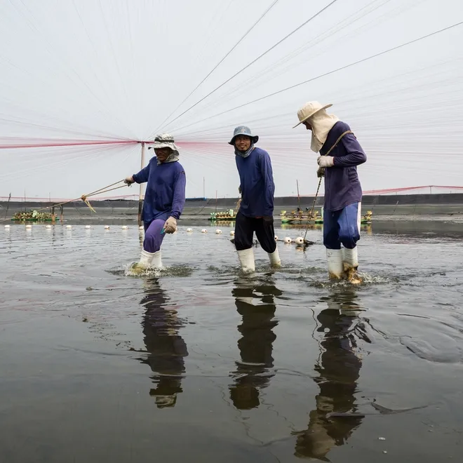 Shrimp farmers walking in shallow water