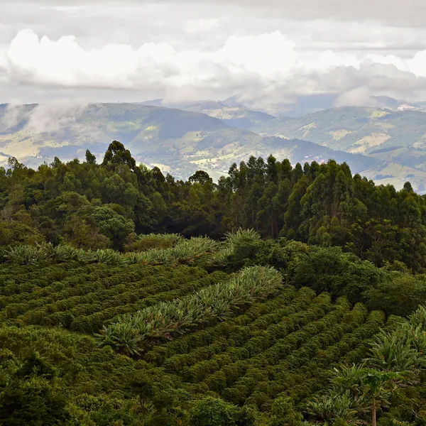Aerial view of Colina dos Sonhos Farm owned by José Fernandes Franco in Socorro, São Paulo, Brazil