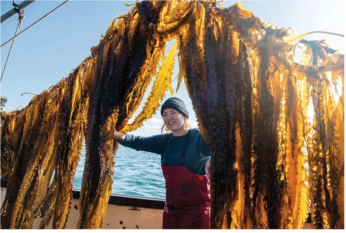 Kelp farmer among hanging catch