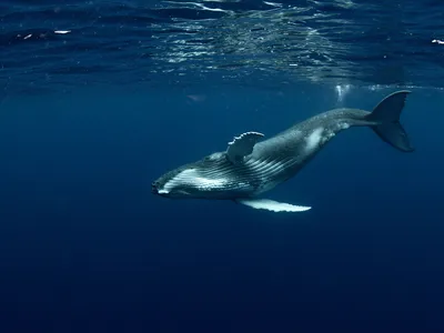 Humpback whale twists underwater