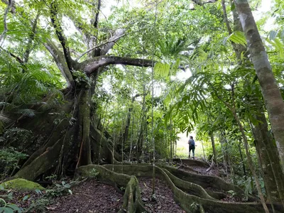 WWF employee Ryanne Waters looks up at a giant fig tree in the rainforest.