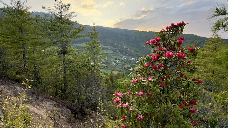 A flowering plant in front of a yellow sunset