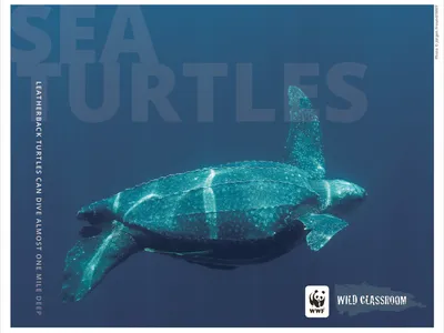 Sea Turtle Posters (11x17) Preview