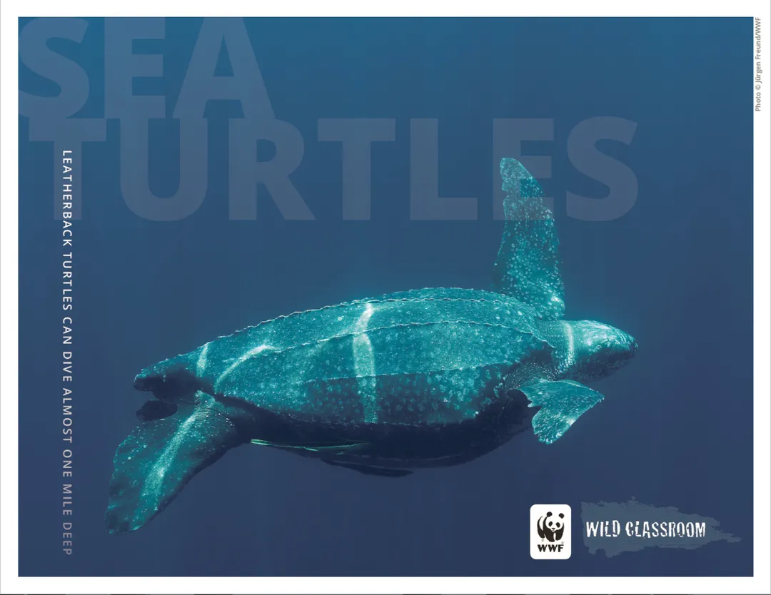 Sea Turtle Posters (11x17) Preview
