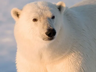Polar bear