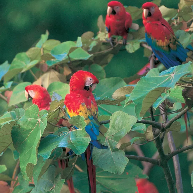Scarlet macaws. French Guiana
