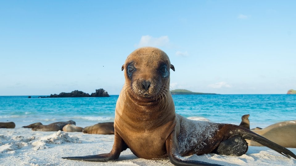 Colorful Creatures of the Galápagos Defy Expectations | WWF